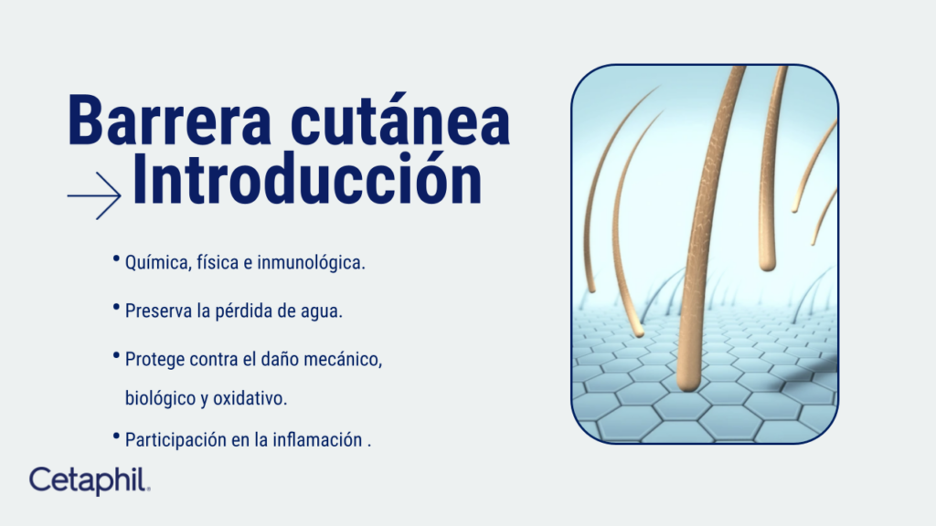 Que es piel sensible.pptx (16)