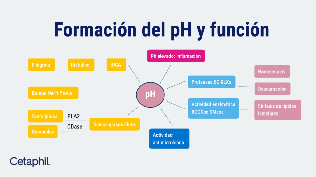 Que es piel sensible.pptx (17)